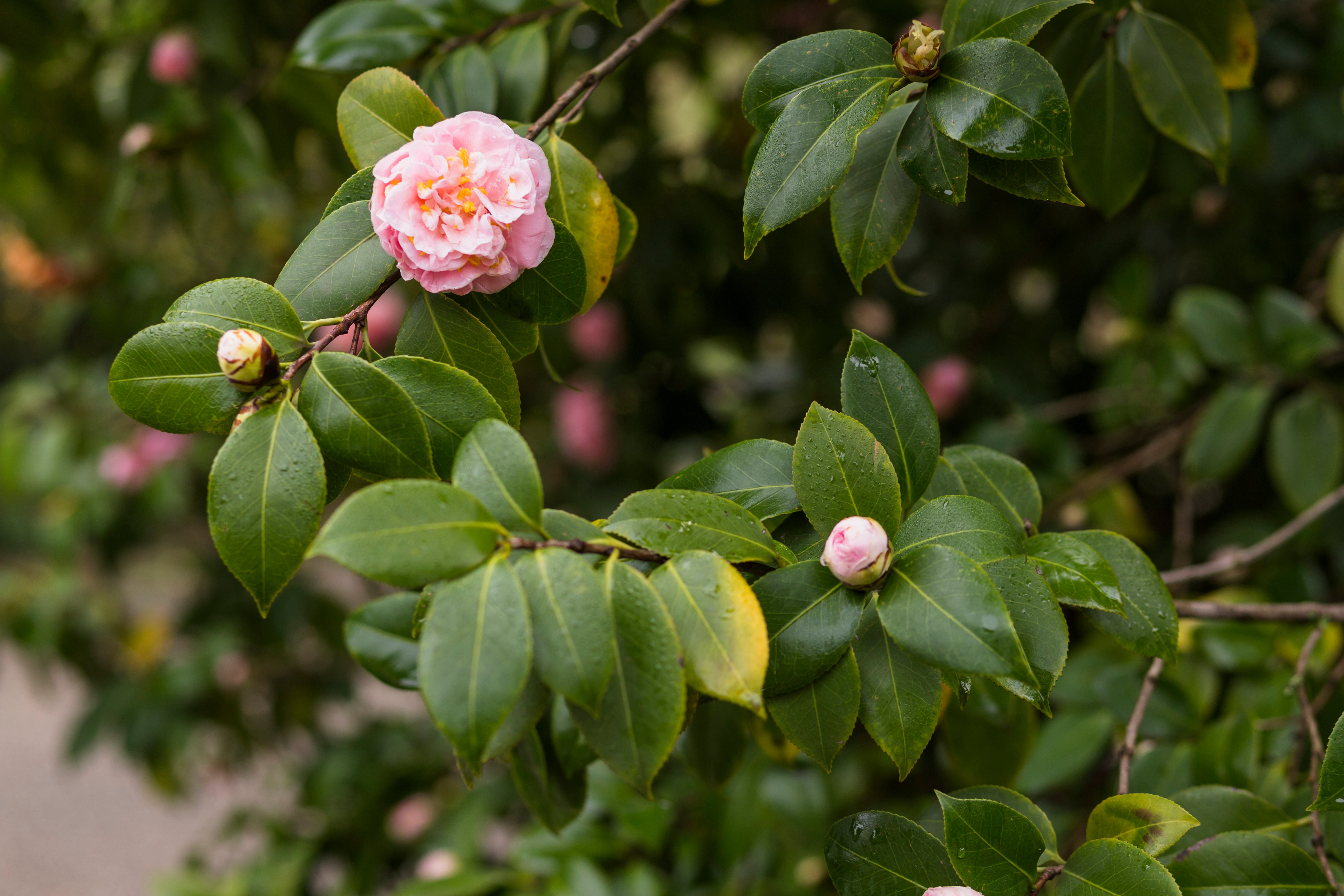Camellia Leaf Extract