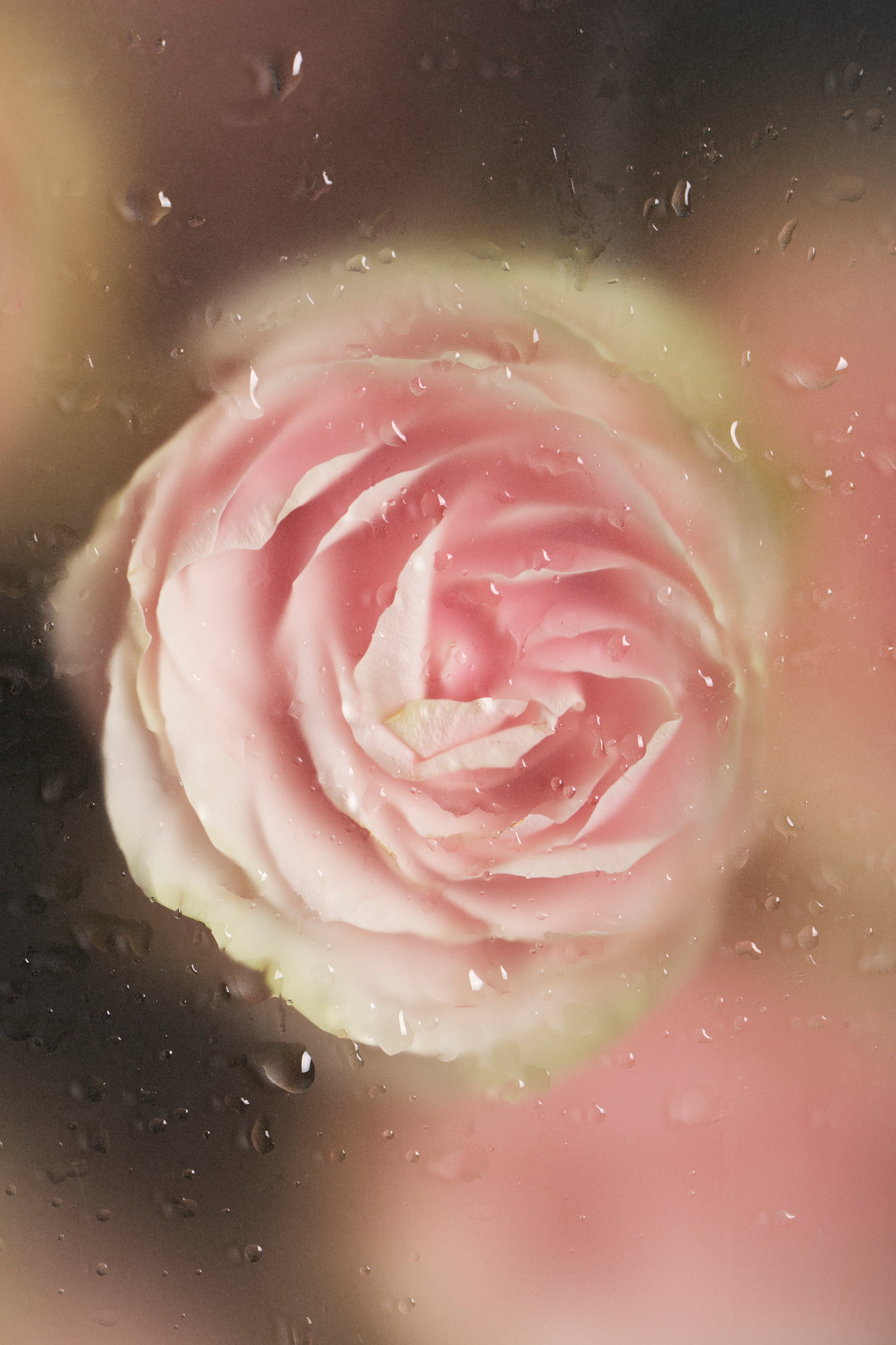 Rose, Rosa Damascena Extract