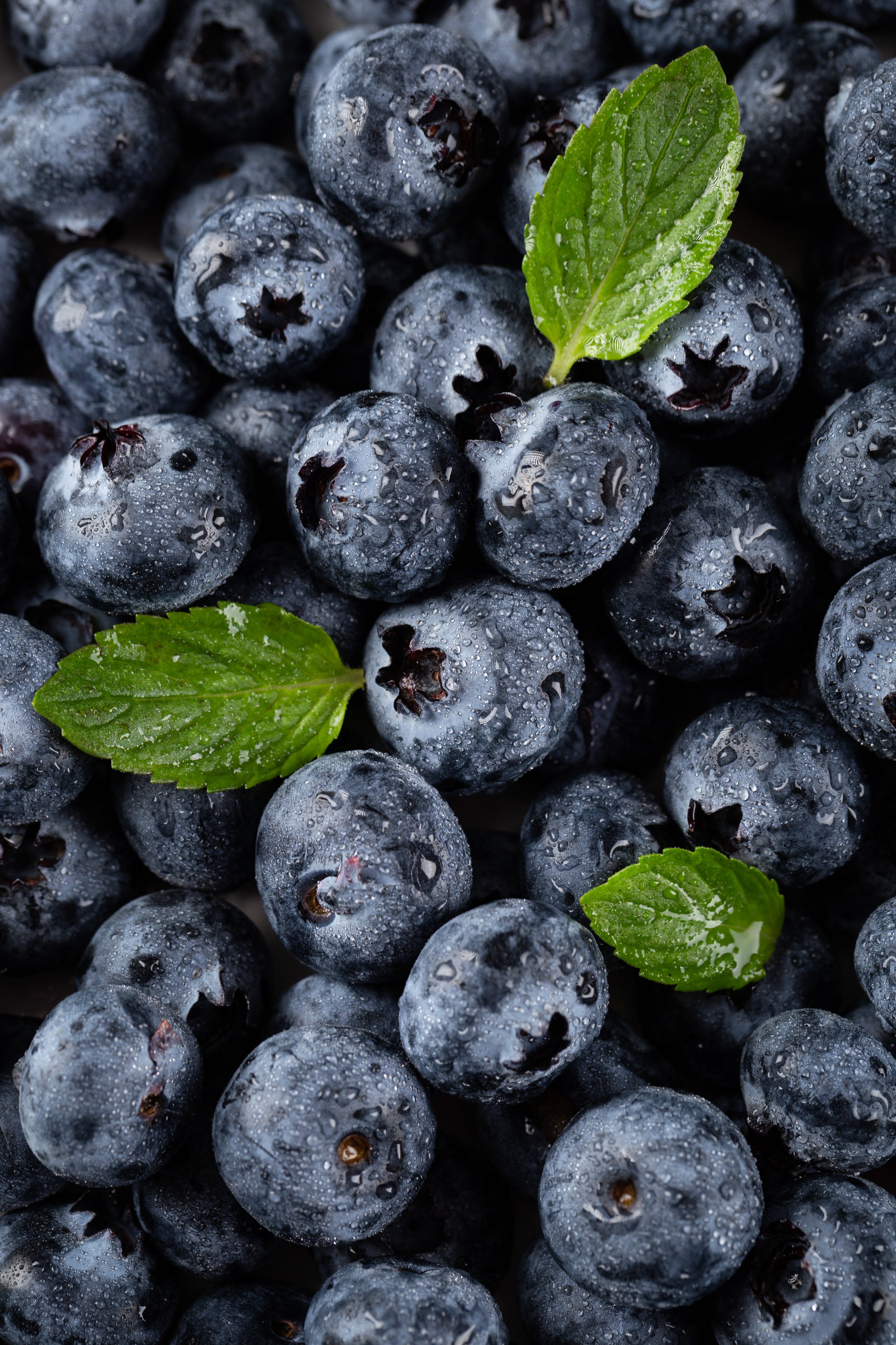 Bilberry (Vaccinium Myrtilus Fruit Extract)